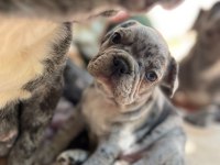 A KALİTE ERKEK VE DİŞİ FRANSIZ BULLDOG YAVRULARIMIZ