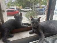 Dişi 2 aylık kedimiz ücretsiz sahiplendirme