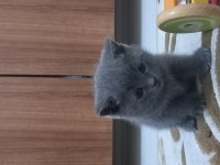 British shorthair yavru kedimiz
