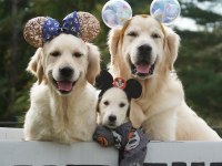 Son Derece Sağlıklı Ve Kaliteli Golden Retriever Bebekler