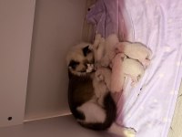 Ragdoll Yavrular 5 Günlük