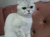 Acil yuva scottish fold kızımıza