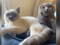 Scottish Fold British Shorthair Şapşik Kediler