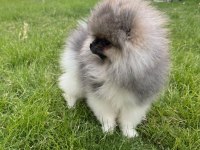 Pomeranian boo erkek tea cup