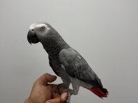 FULL EVCİL KONUŞAN JAKO