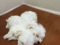 Maltese terrier 60 günlük yavrular