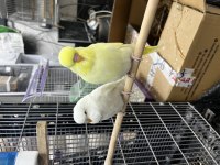 Show jumbo muhabbet kuşu yavrular
