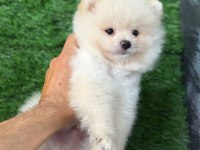 Üst segment sağlık ve ırk garantili pomeranian bebekler