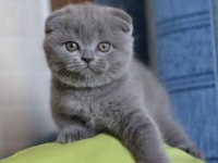 SCOTTISH FOLD GRİ YAVRULARIM