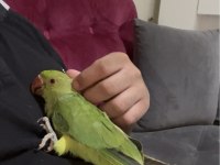 2 AYLIK BEBEK PAKİSTAN EVCİL