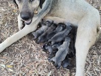 Mersin A kalitede Anadolu çoban köpeklerimiz