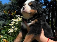 Bernese mountain