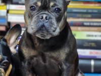 French Bulldog İzmir Karşıyaka Dişi