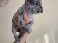 A+ Kalite FRENCH BULLDOG yavrularımız
