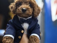 POODLE yavrum