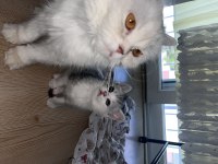 ANNE İRAN CHİNCİLLA BABA BRİTİSH BEBEK KEDİLER