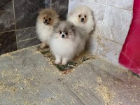 Pomeranian sevgililer gününe özel kampanya