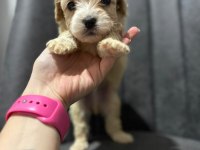 Maltipoo Kapıda Ödeme ve Kredi Kartı İmkânı Mevcuttur