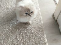 Oğlum Yeni yuvasını arıyor scottish fold