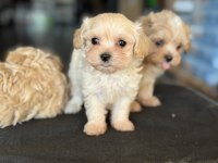 Show kalite tea cup kore maltipoo yavrularmız