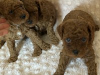 Anne altından toy poodle bebeklerimiz