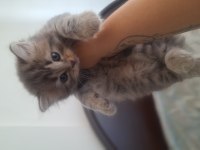 British longhair yavru