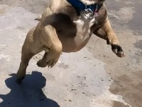 Erkek french bulldog
