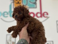 Ankarada boy ve kg ram garantili toy poodle lar
