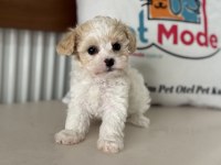 Petmode köpek çifrliğinden tea cup morkie yavrularımız