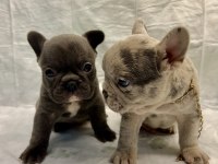 Egzotik French Bulldog