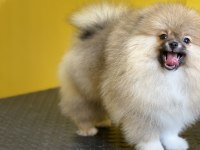 Mükemmel pofuduk minik pomeranian