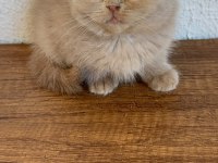 Yavruların En Sevimlisi Fawn British Shorthair