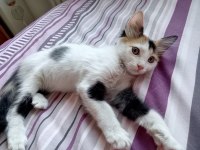 YAVRU KEDİLERİMİ ÜCRETSİZ SAHİPLENDİRİYORUM
