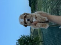 Kore Maltipoo