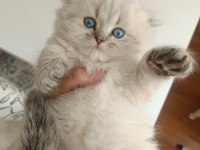 SAFKAN BRİTİSH LONGHAİR ERKEK