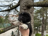SAFKAN AMERİKA AKİTA YAVRULARIM