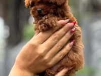 SHOW KALİTE MİNİBOY POODLE