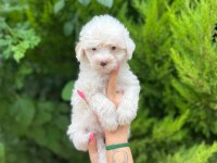 Her Renk Maltipoo Yavrumuzu Canlı Görebilirsiniz