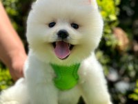 Safkan Pomeranian Boo Bebekler