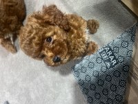 Dişi Toy Poodle