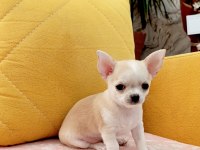 Şivava (chihuahua) yavrusu