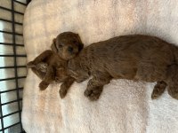 Toy Poodle Yavrularımız