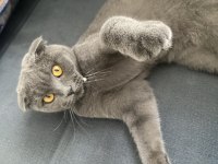 Scottish fold kedimi sahiplendiriyorum