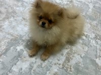 Ayı suratlı 5.5 aylık pomeranian