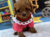 ŞAHANE TOY POODLE YAVRULARI
