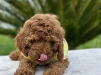 KIVIRCIK TOY POODLE DÜNYASI