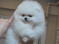 MİNİ BOY ORİJİNAL IRK POMERANİAN BOO DİŞİ