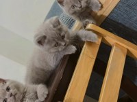 British shorthair kedimiz