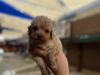 Hakiki orjinal (toy poodle)