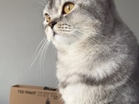Öğrenci olduğum için kedimi sahiplendiriyorun
